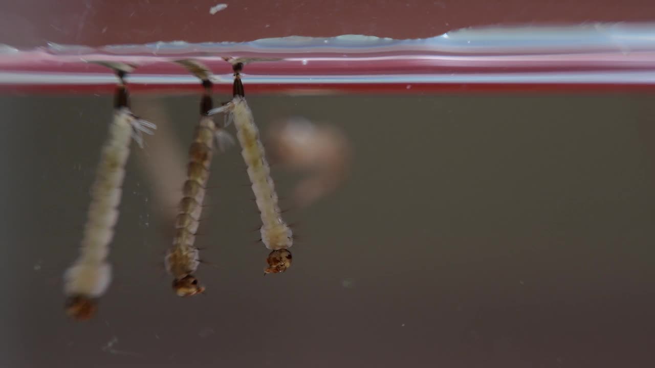 伊蚊幼虫。视频下载