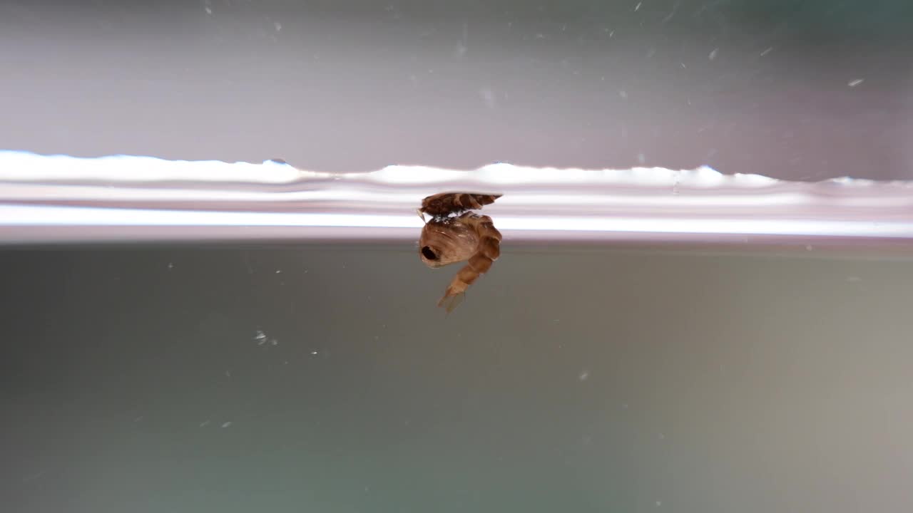 伊蚊幼虫。视频下载