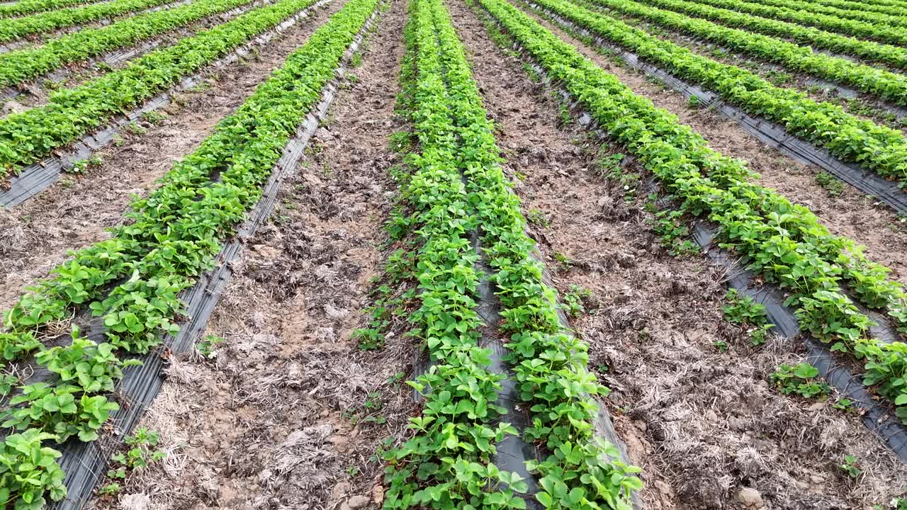 无人机飞越德国的草莓田视频素材