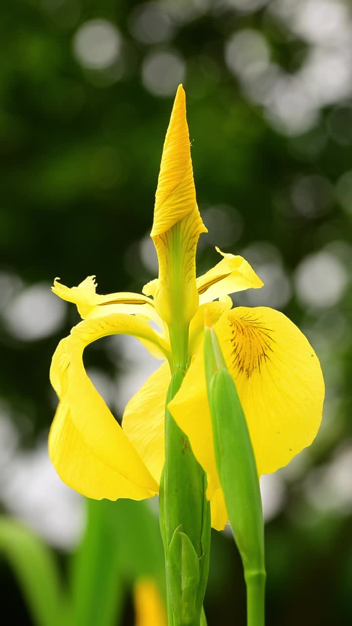 蜜蜂访黄鸢尾(鸢尾)花，垂直视频视频下载