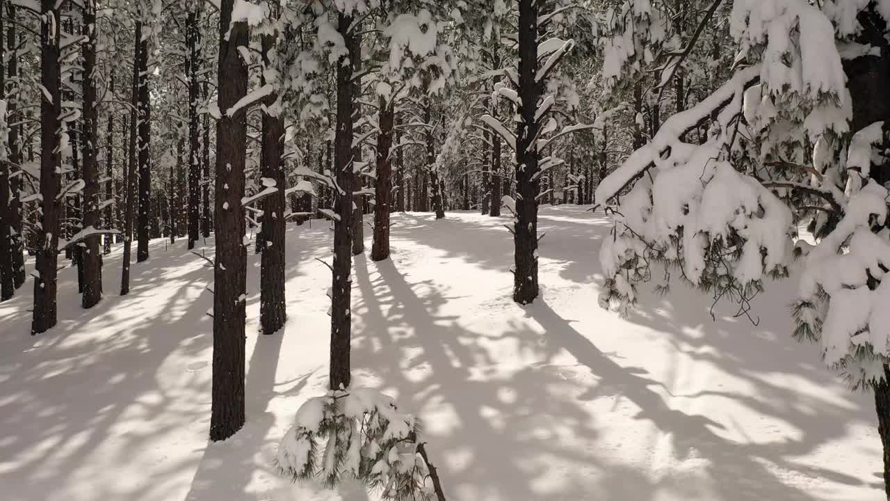 慢慢地飞过一片白雪覆盖的松树林。视频素材