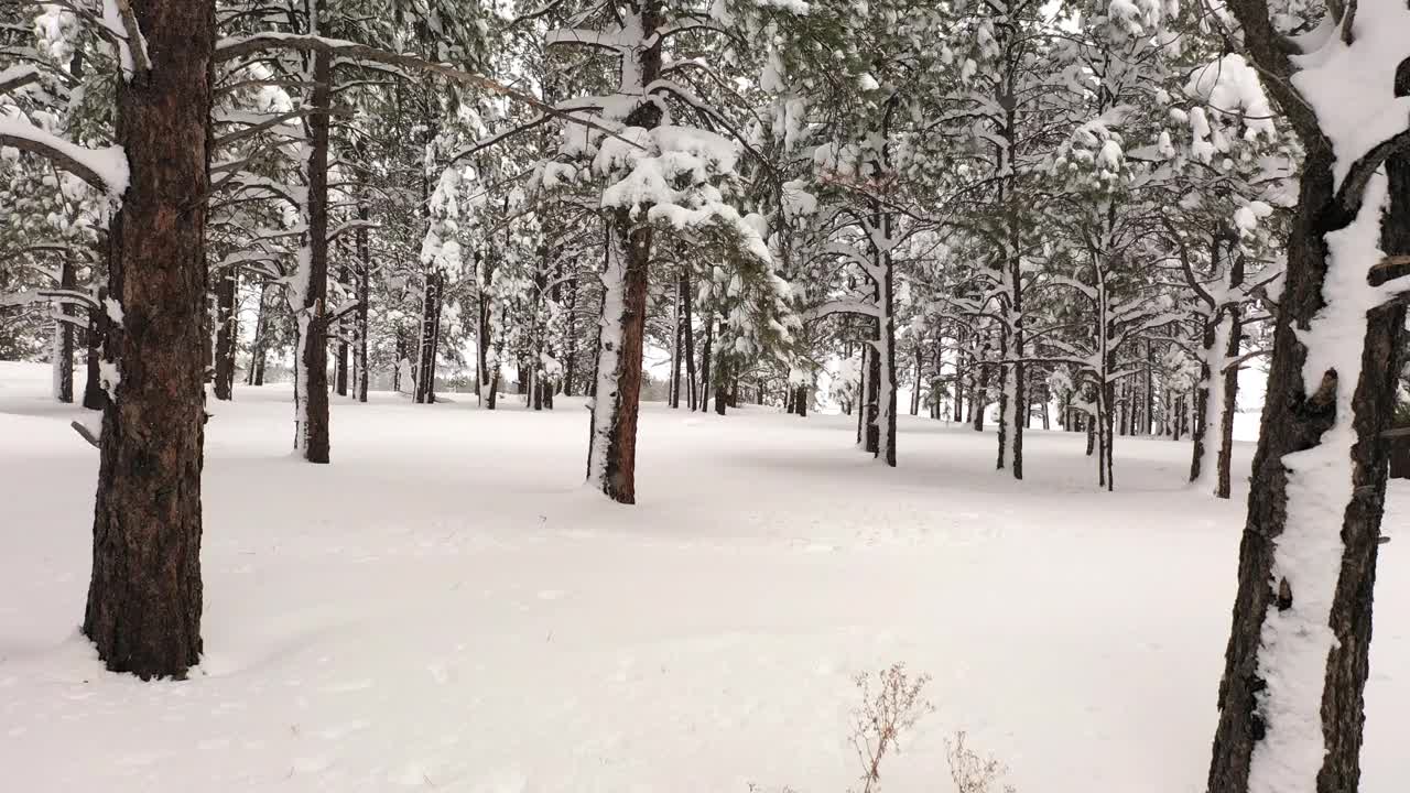 慢慢地飞过一片白雪覆盖的松树林。视频素材