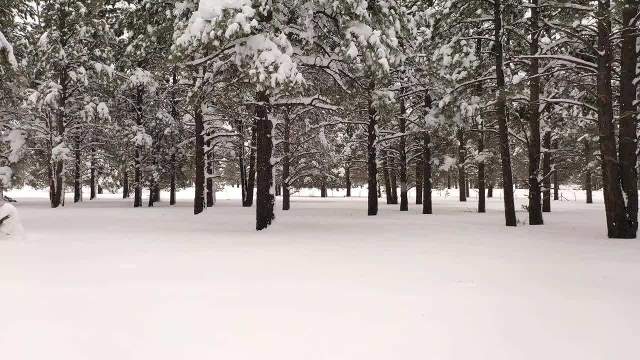 慢慢地飞过一片白雪覆盖的松树林。视频下载