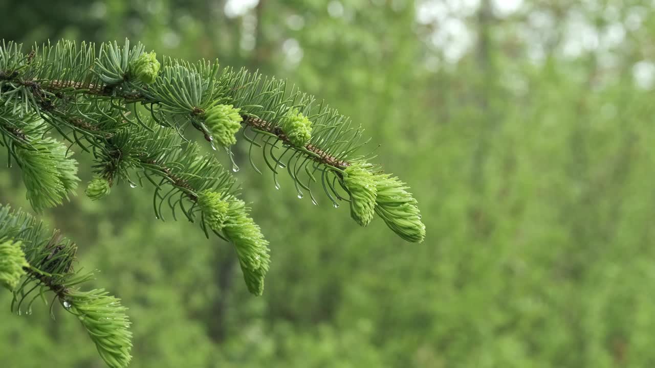 杉树枝上的雨滴映衬着森林的背景。视频下载