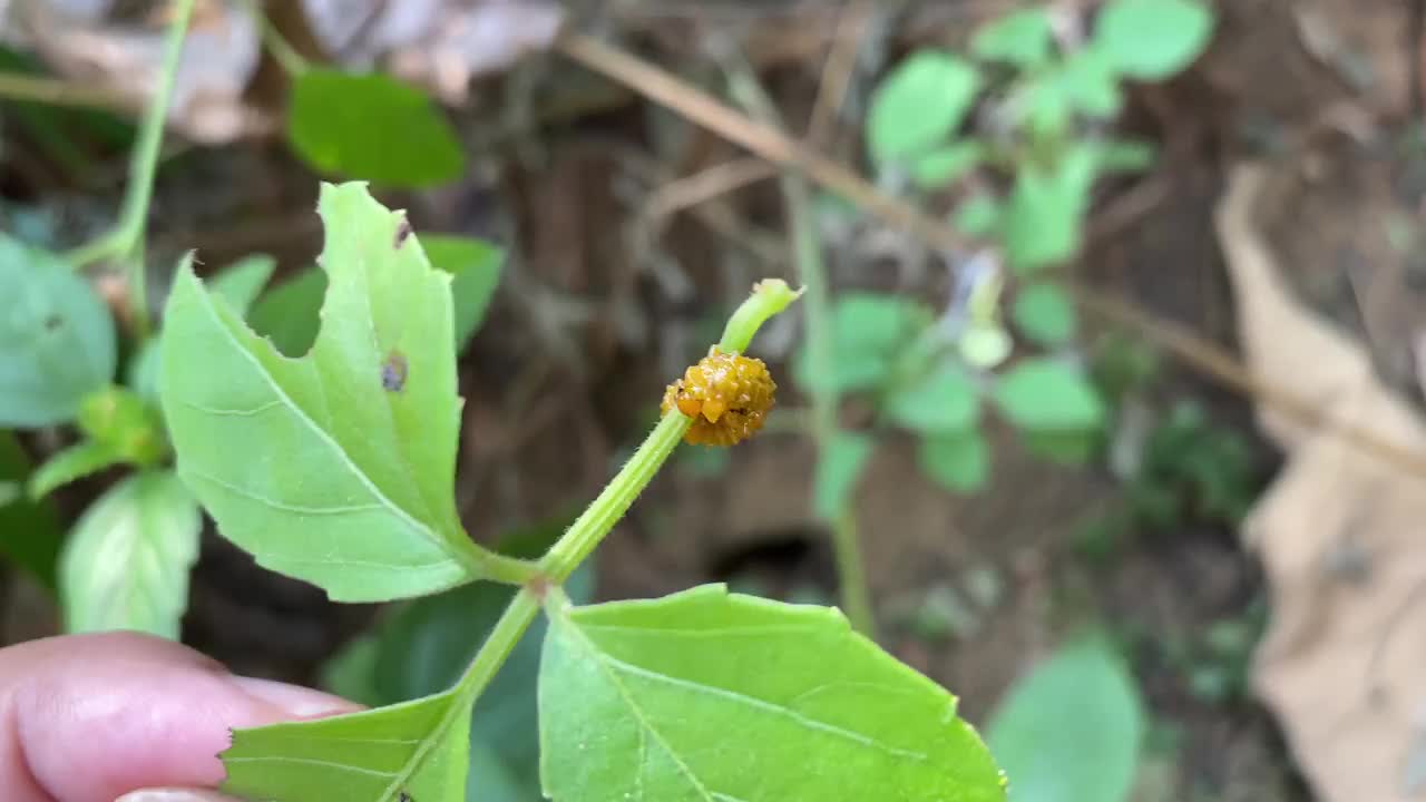 一种叶甲虫幼虫，头部和身体呈黄色，在植物的树枝上爬行视频素材