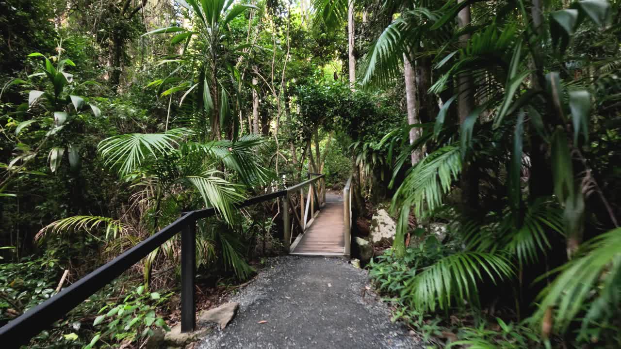 Tamborine山的森林步道视频素材