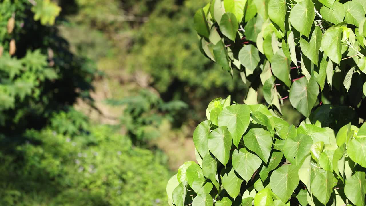 坦伯林山郁郁葱葱的森林溪流视频素材