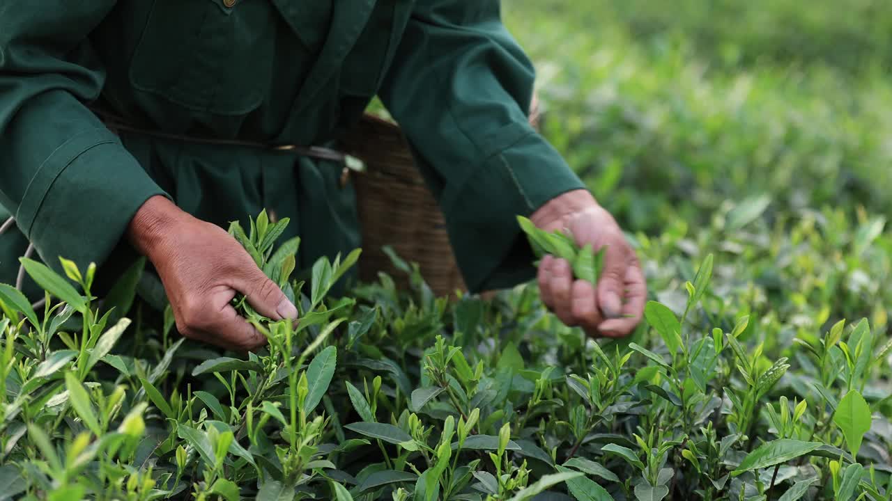 老人在山上的春茶农场采摘绿茶视频下载