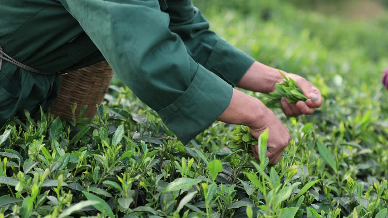 老人在山上的春茶农场采摘绿茶视频下载