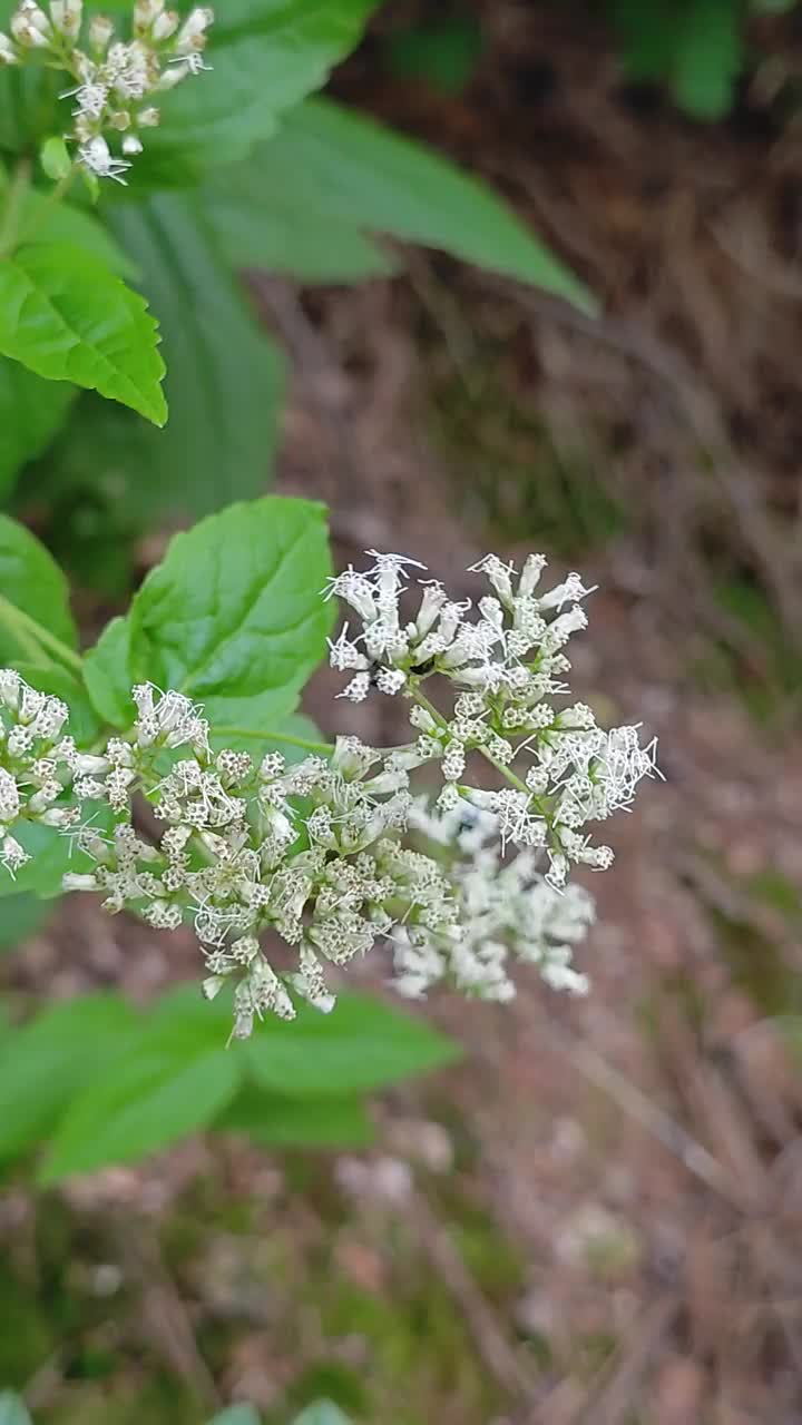 泽兰在春天开花视频素材