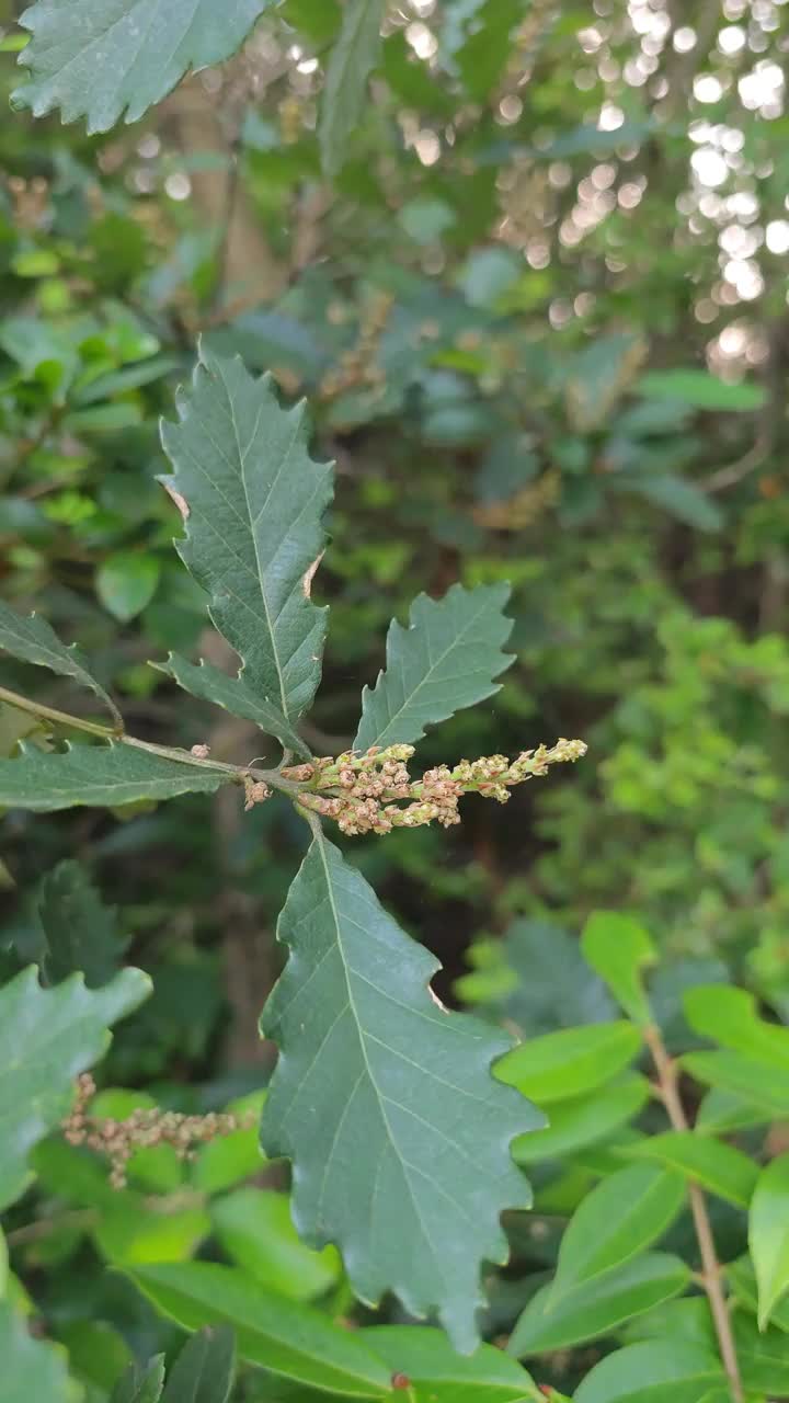 蒙古栎。Ledeb交货。春天开花视频素材