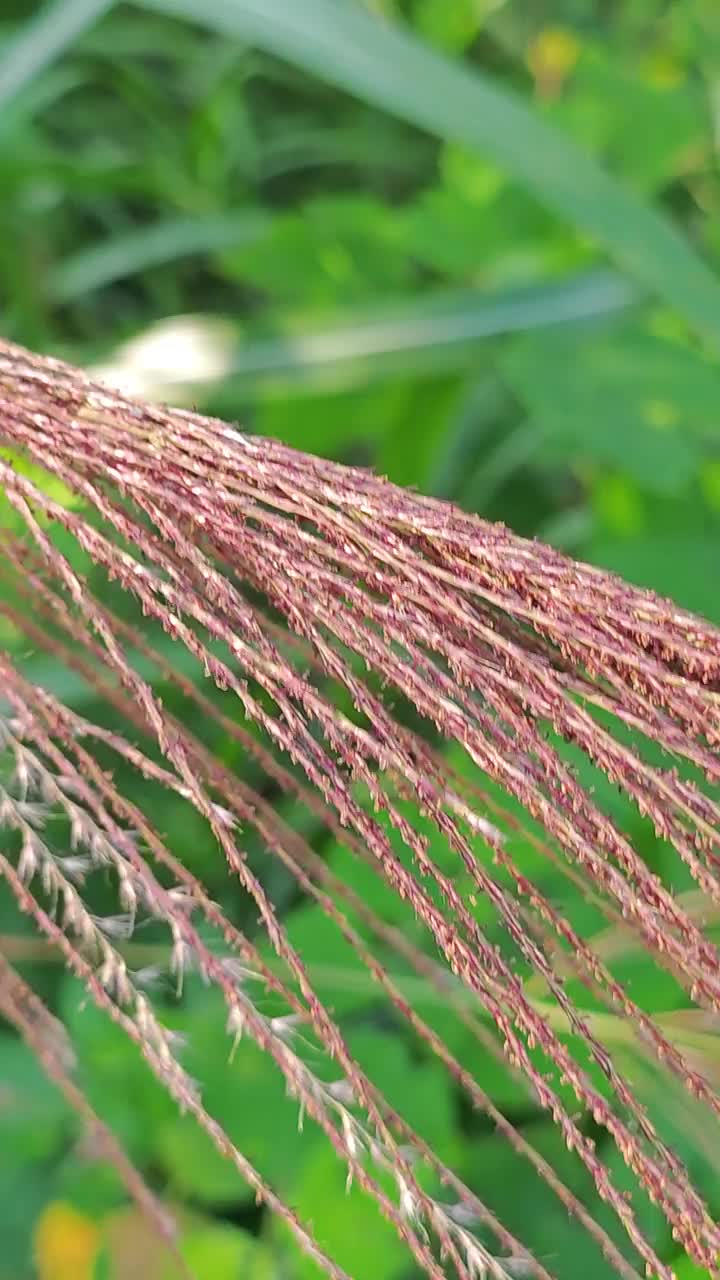 芒草(实验室)卑鄙的人。Schum交货。et Laut。春天开花视频素材