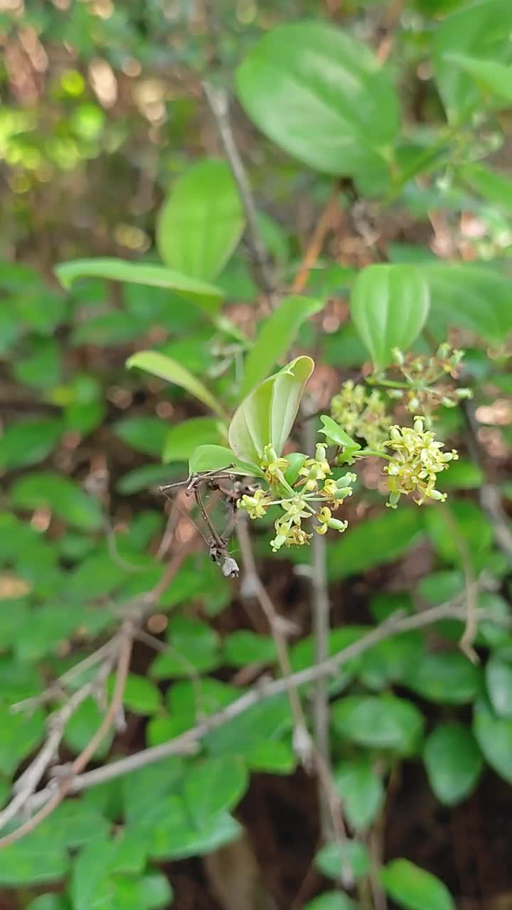 菝葜在春天开花视频素材