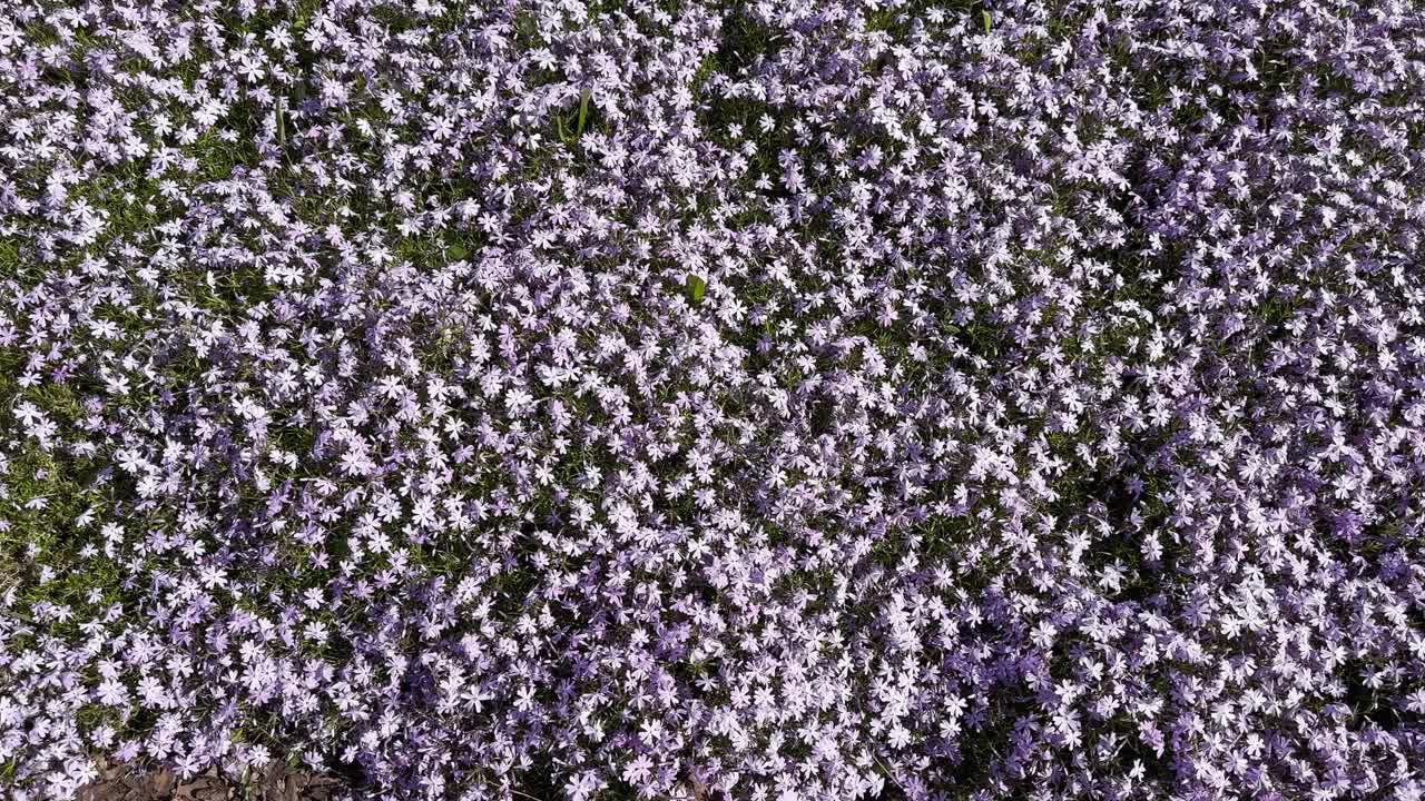 开花的紫色匍匐夹竹桃在晴朗的天气，俯视图视频素材