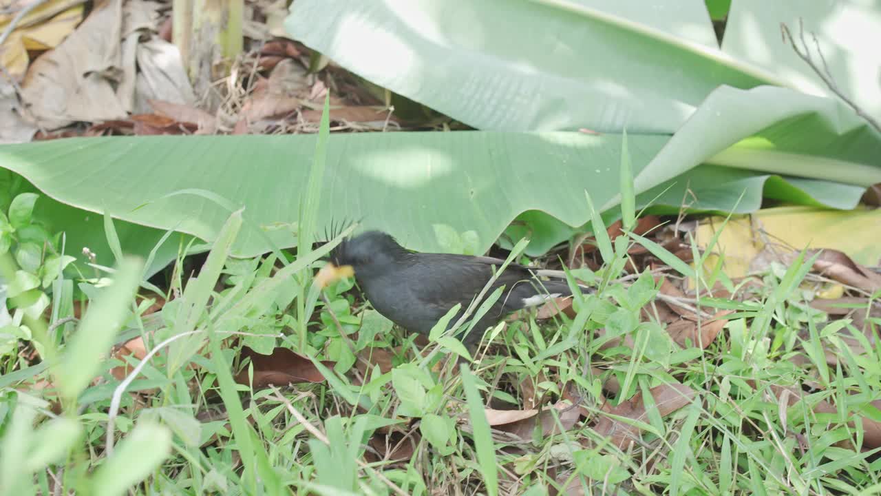 白八哥觅食视频下载