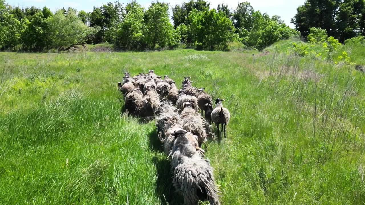 羊群在田野里吃草，轻轻地移动，停下来啃草。羊群在草地上吃草的宁静景象，它们平静地移动着，偶尔啃着绿草。视频下载