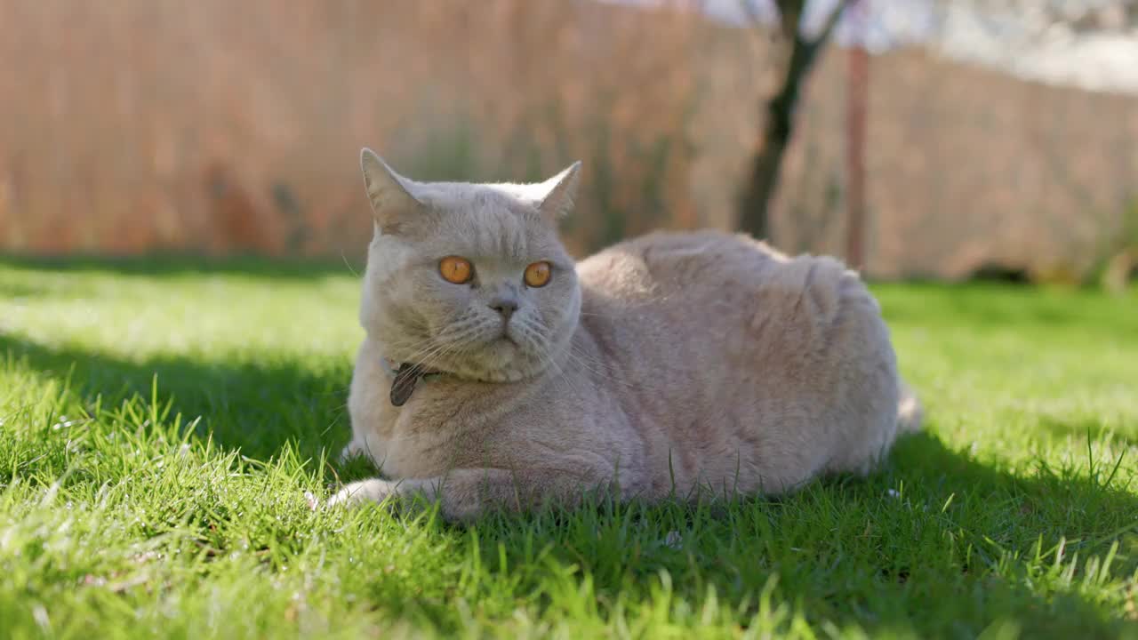 毛茸茸的苏格兰猫在后院花园的特写。户外草坪上的灰毛猫视频素材