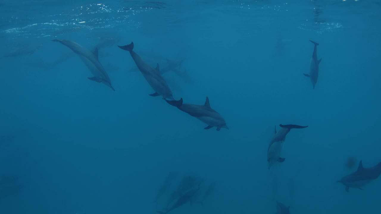 海豚群在蓝色的海水中游泳。马尔代夫的海豚家族。视频素材