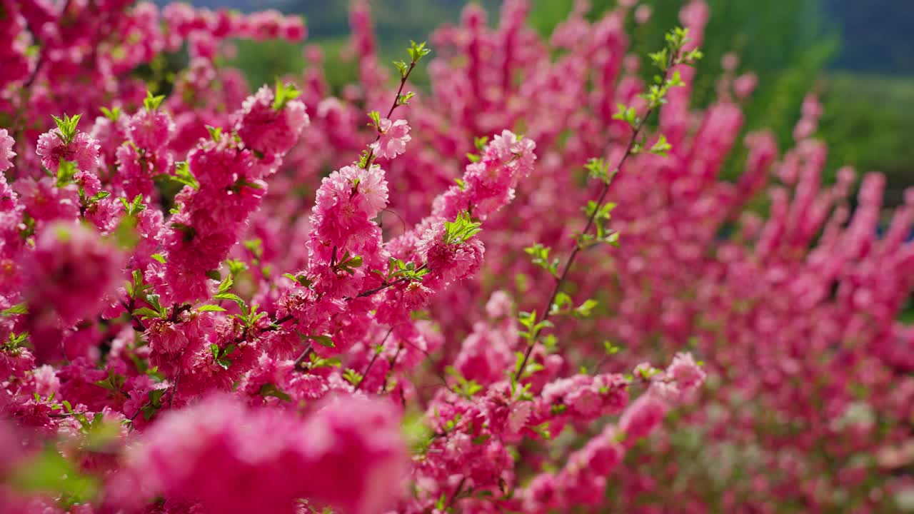 粉红色的花漂浮在空中视频素材