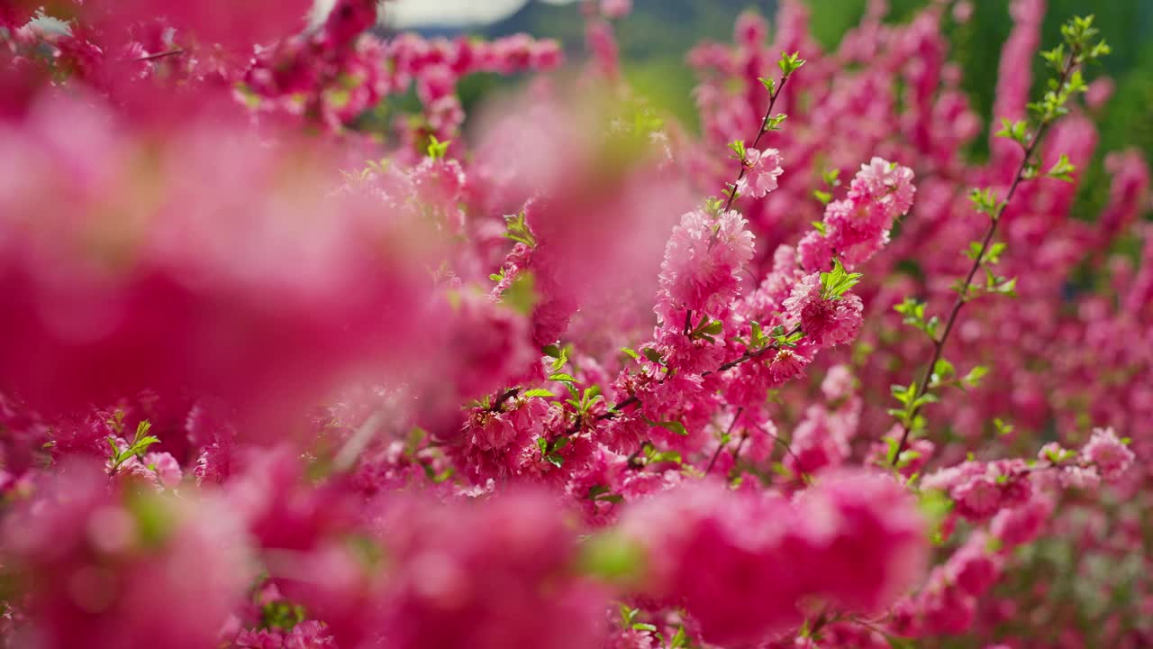 粉红色的花漂浮在空中视频素材