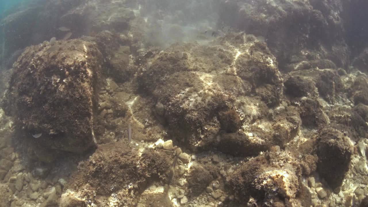 在水下潜水，探索湛蓝大海中的热带珊瑚礁视频下载