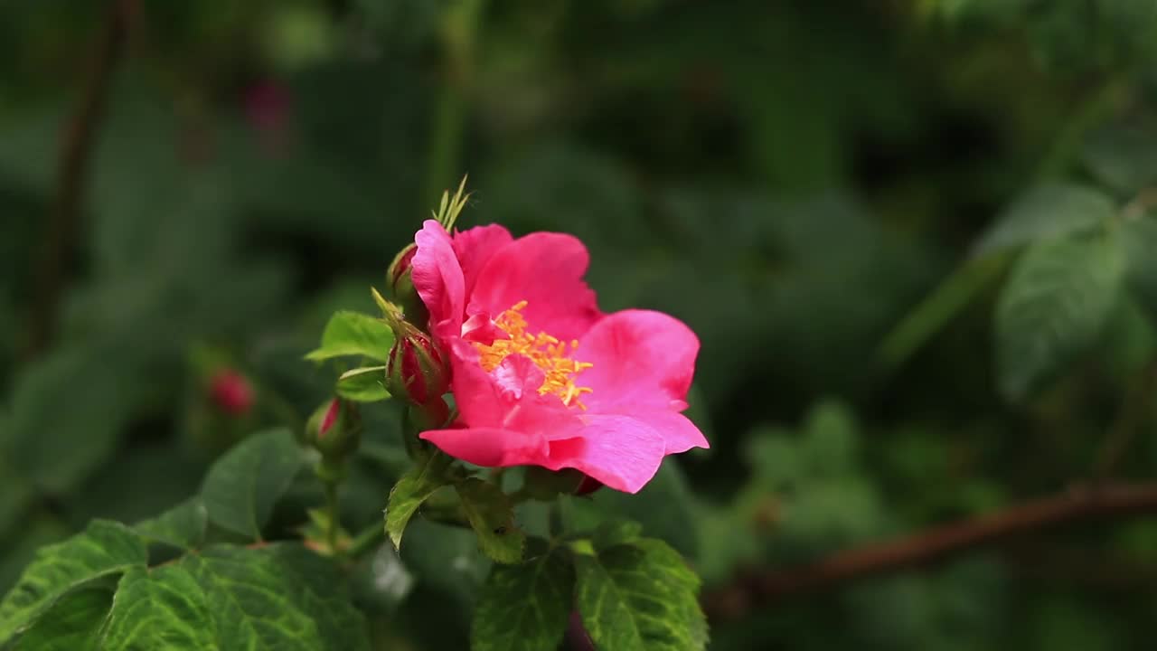 绽放的粉红玫瑰，花朵特写视频素材