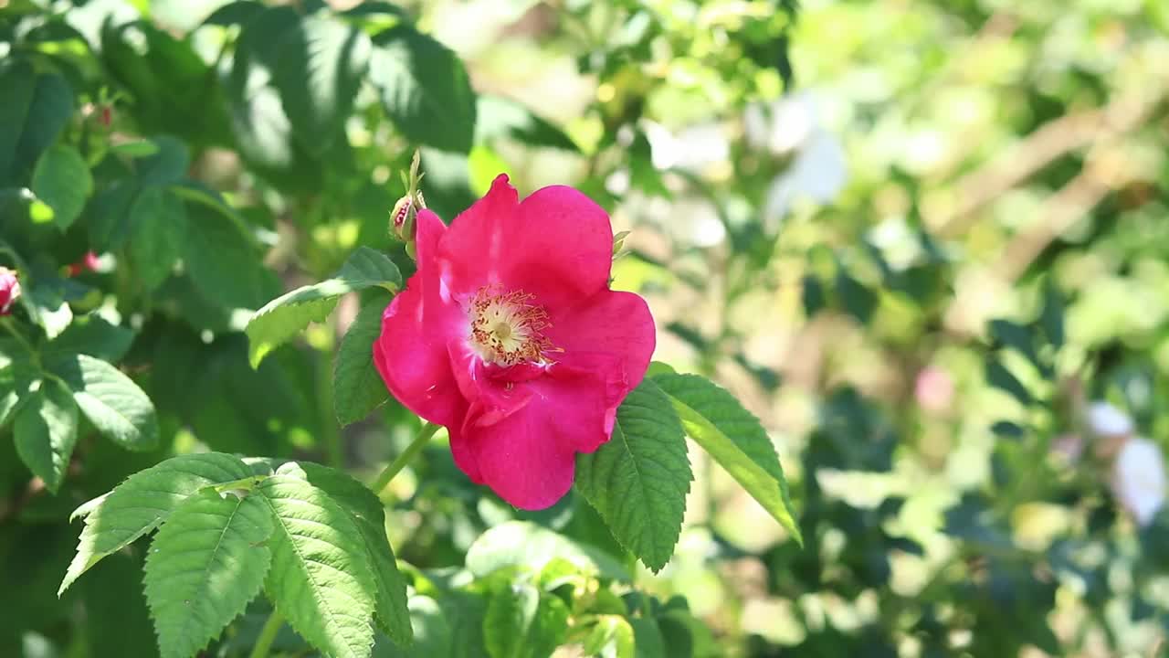 绽放的粉红玫瑰，花朵特写视频素材