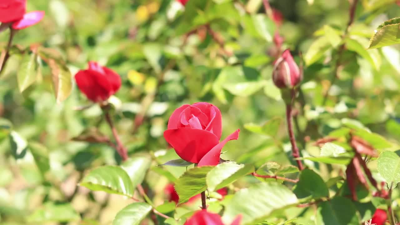 盛开的红玫瑰，花的特写视频素材