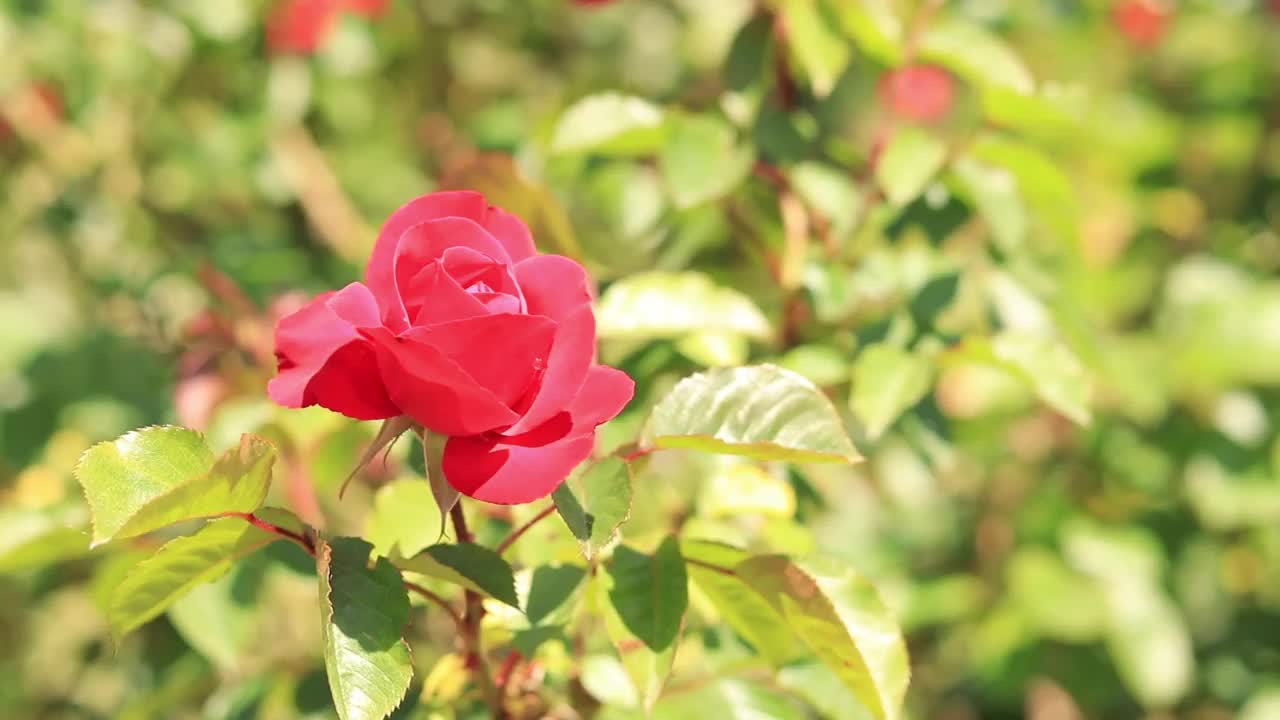 盛开的红玫瑰，花的特写视频素材