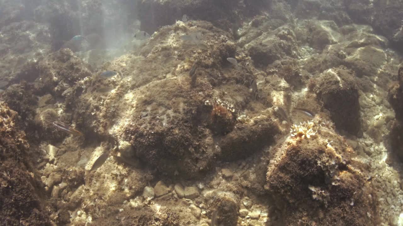 在水下潜水，探索湛蓝大海中的热带珊瑚礁视频下载