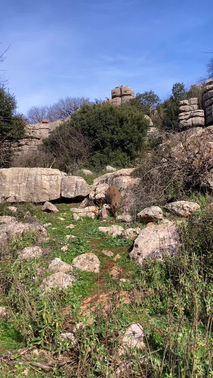 石灰岩岩层，以不同寻常的喀斯特地貌而闻名视频素材