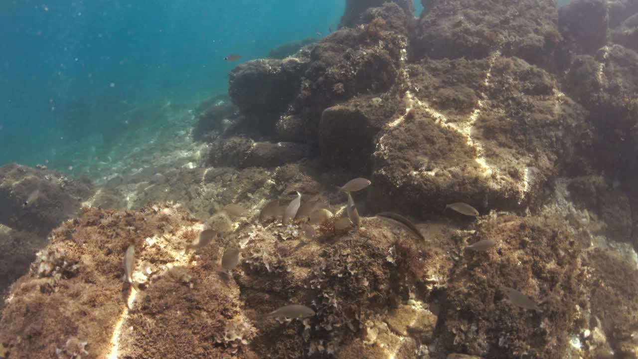 在水下潜水，探索湛蓝大海中的热带珊瑚礁视频下载