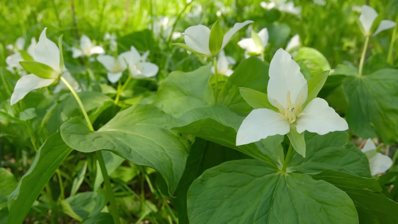 白色的万寿菊在森林里绽放，特写。视频下载