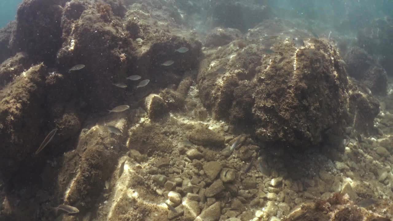 在水下潜水，探索湛蓝大海中的热带珊瑚礁视频下载