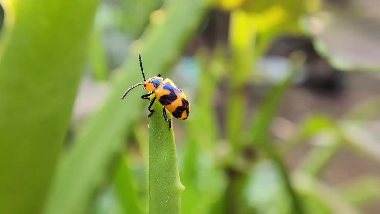 叶甲虫(Phyllocharis undulata)视频下载