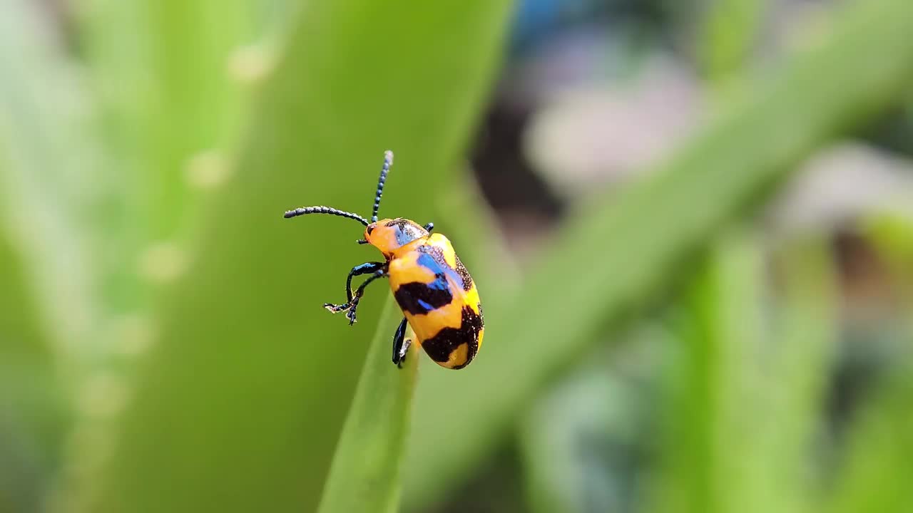 叶甲虫(Phyllocharis undulata)视频下载