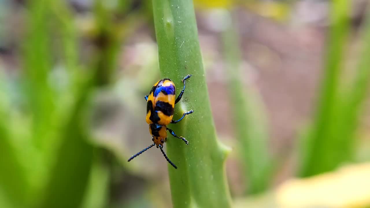 叶甲虫(Phyllocharis undulata)视频下载