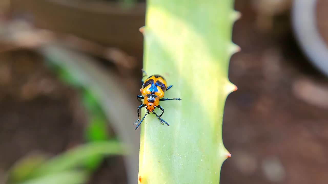 叶甲虫(Phyllocharis undulata)视频下载