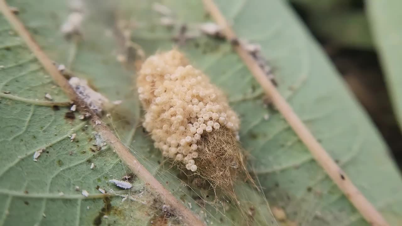 飞蛾卵正在孵化。微距摄影视频下载