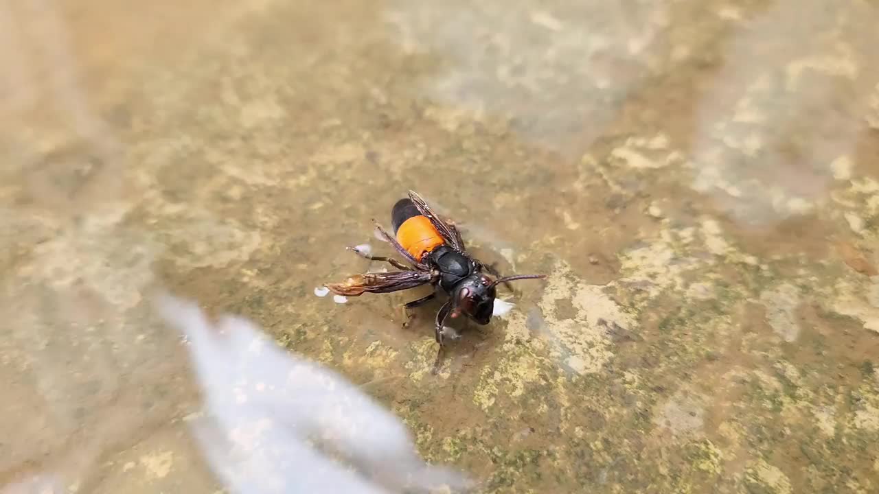 斑黄蜂或大带黄蜂。困在水面上视频素材