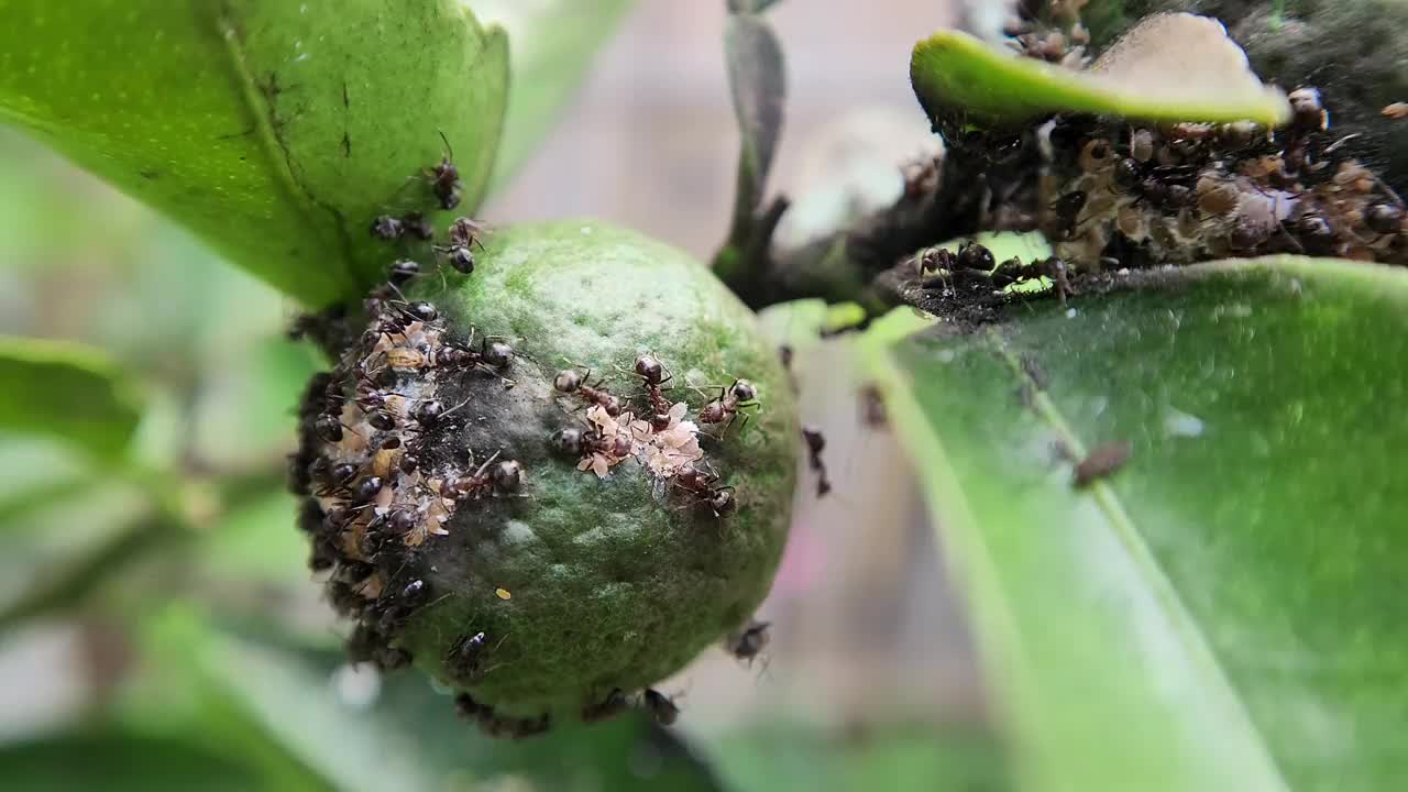 一群蚂蚁在石灰上。微距摄影视频下载