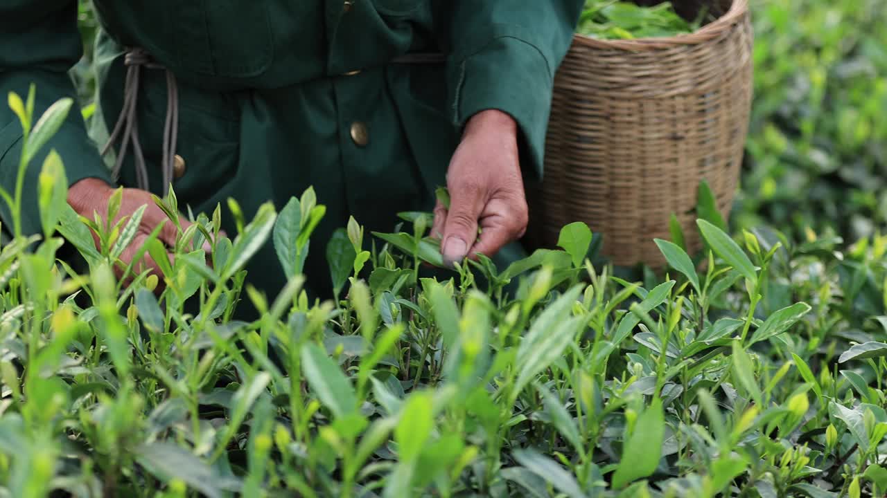 老人在山上的春茶农场采摘绿茶视频素材