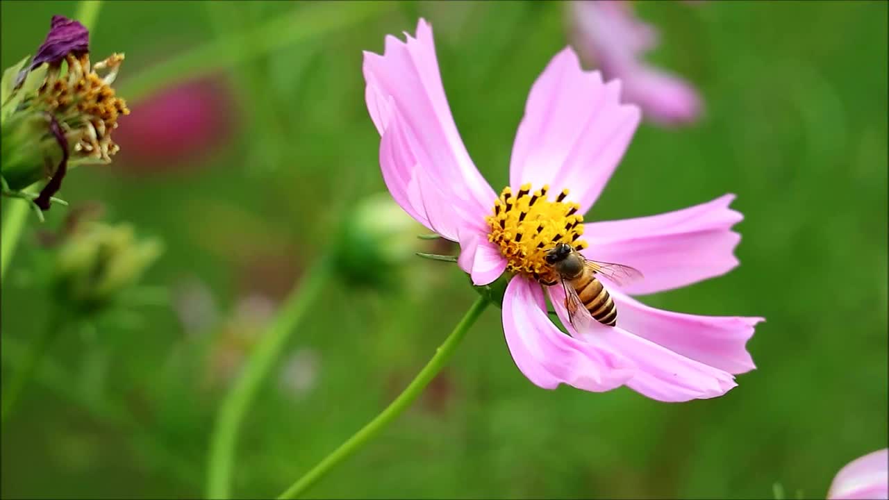 华丽绽放的粉红色宇宙与小蜜蜂收集花蜜的镜头视频素材