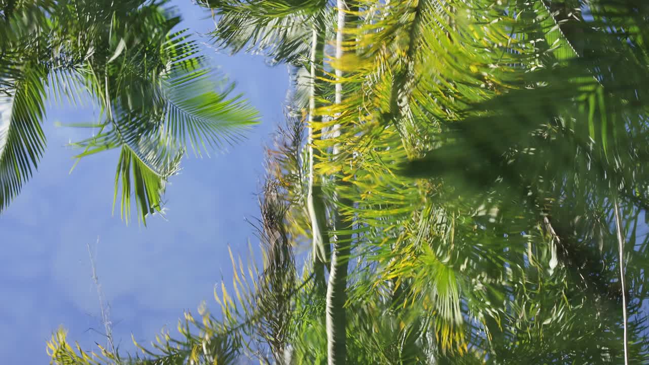 棕榈树在水中的倒影视频素材