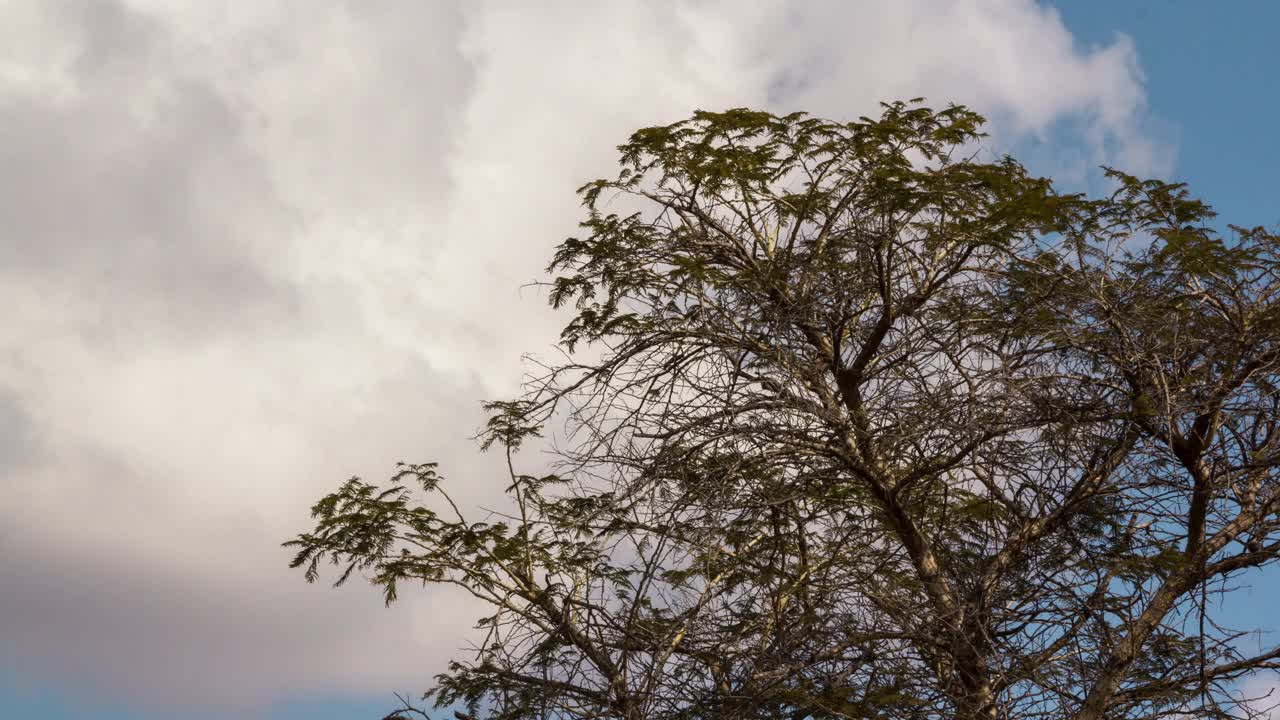 云经过荆棘树顶部的延时视频视频下载