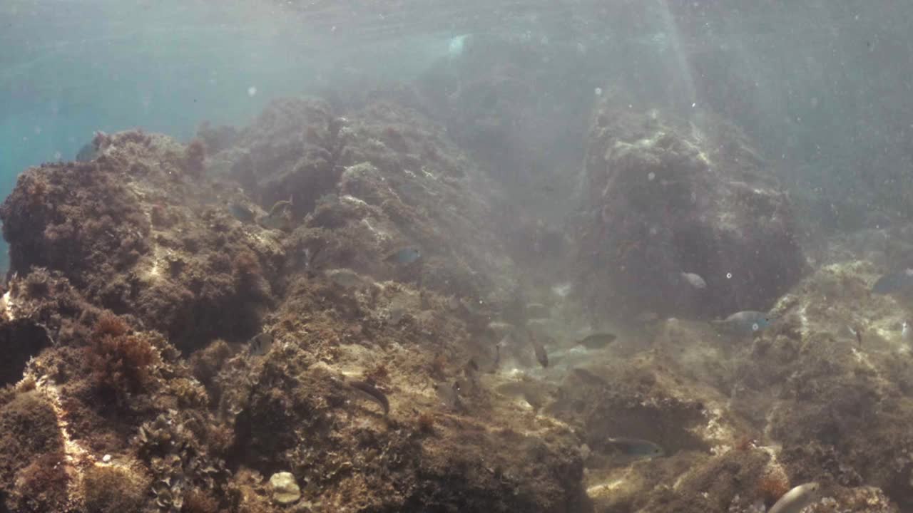 在水下潜水，探索湛蓝大海中的热带珊瑚礁视频下载