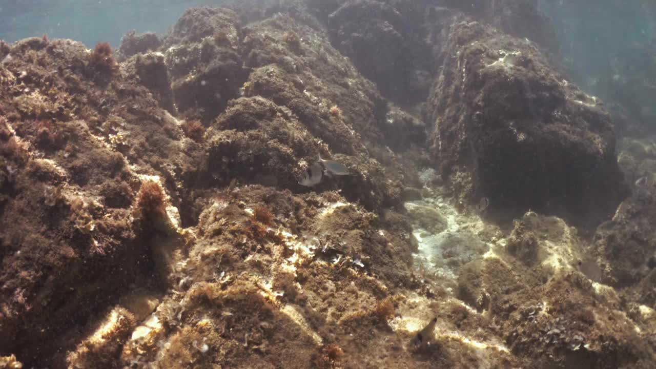 在水下潜水，探索湛蓝大海中的热带珊瑚礁视频下载