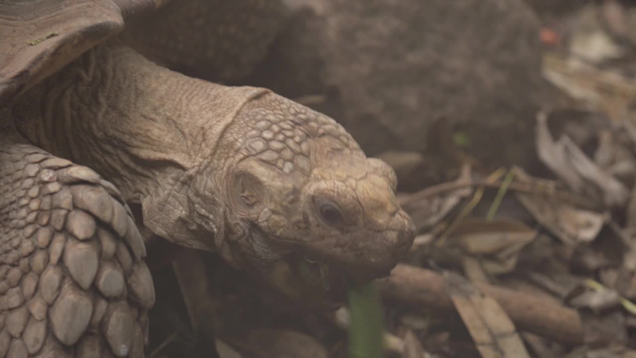 非洲刺龟(Centrochelys sulcata)，濒危动物喂食特写镜头视频素材