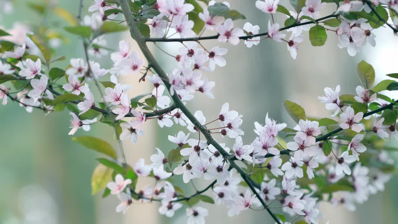 春天的大自然，树枝、果实被风慢慢地吹动。早春时节盛开着白色花朵的美丽树枝。唤醒自然。绿色环境理念。放松浪漫绽放的背景视频素材