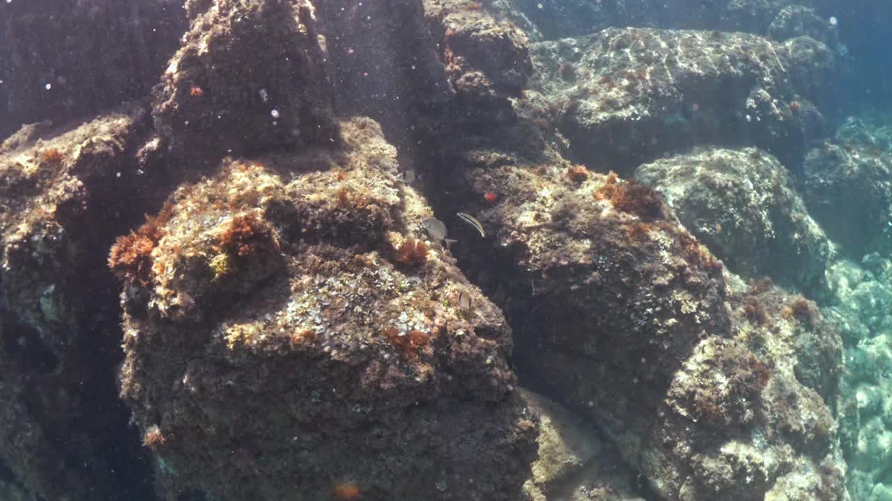 在水下潜水，探索湛蓝大海中的热带珊瑚礁视频下载